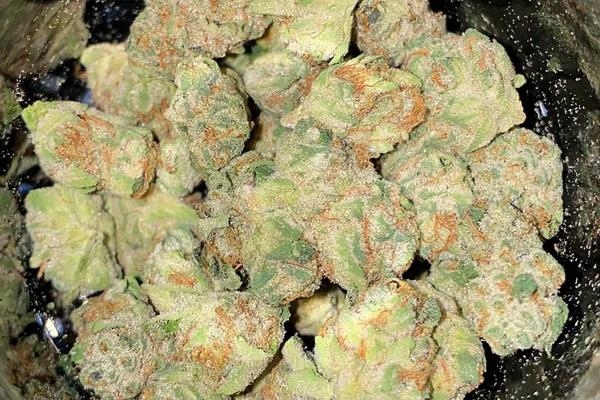 Girl Scout Cookies (GSC) - Hybrid