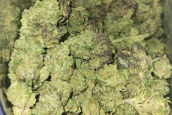 Purple Kush - Indica