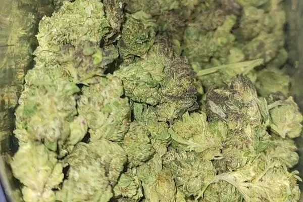 Purple Kush - Indica