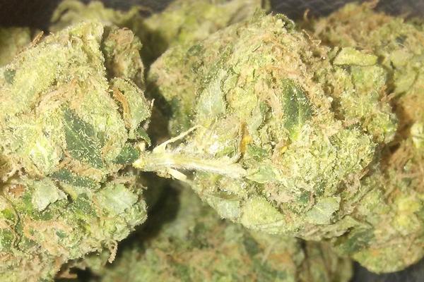 Sour Diesel - Sativa